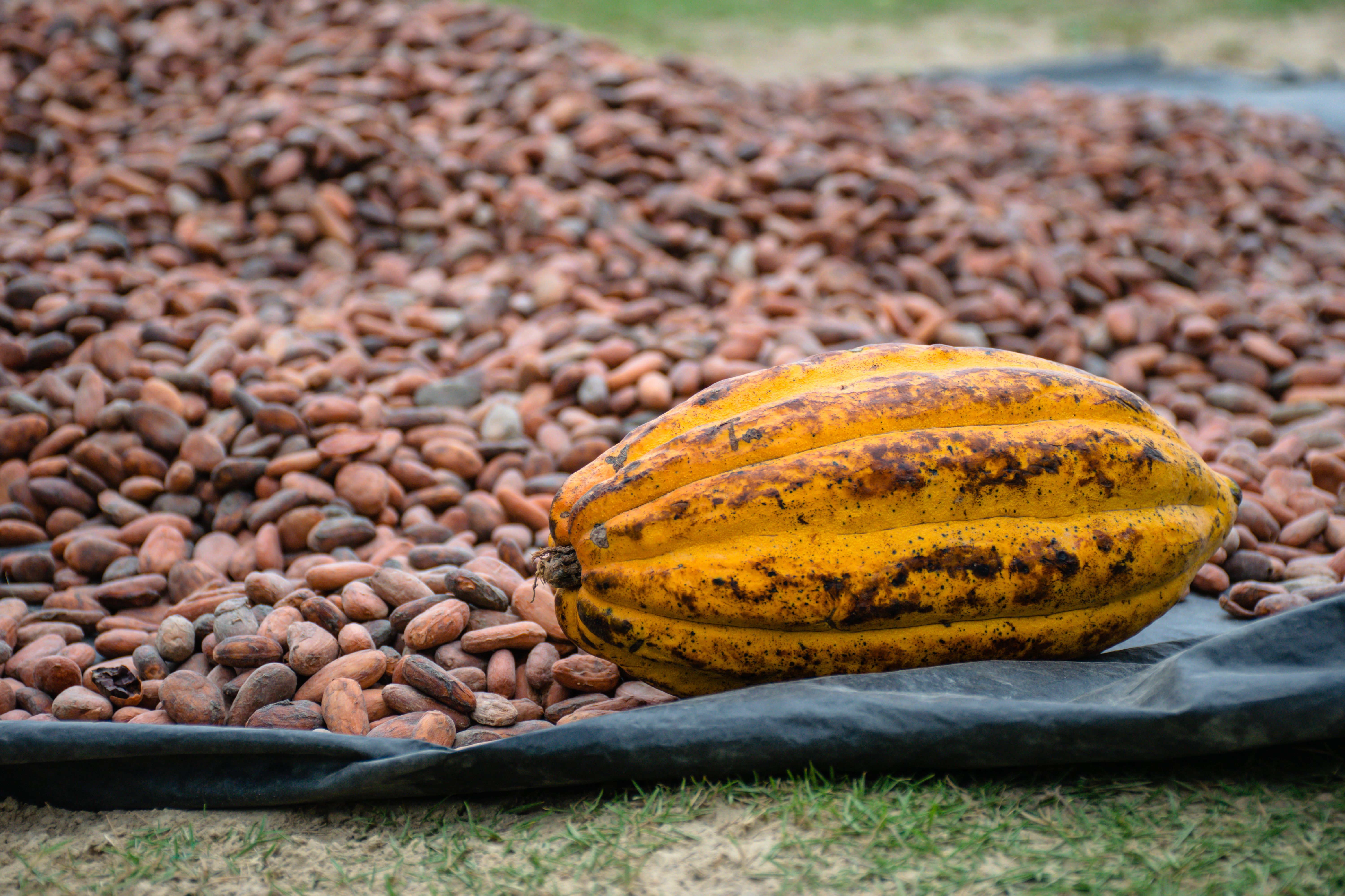 Cocoa Export Markets