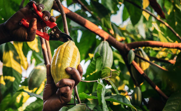 Cocoa Traceability
