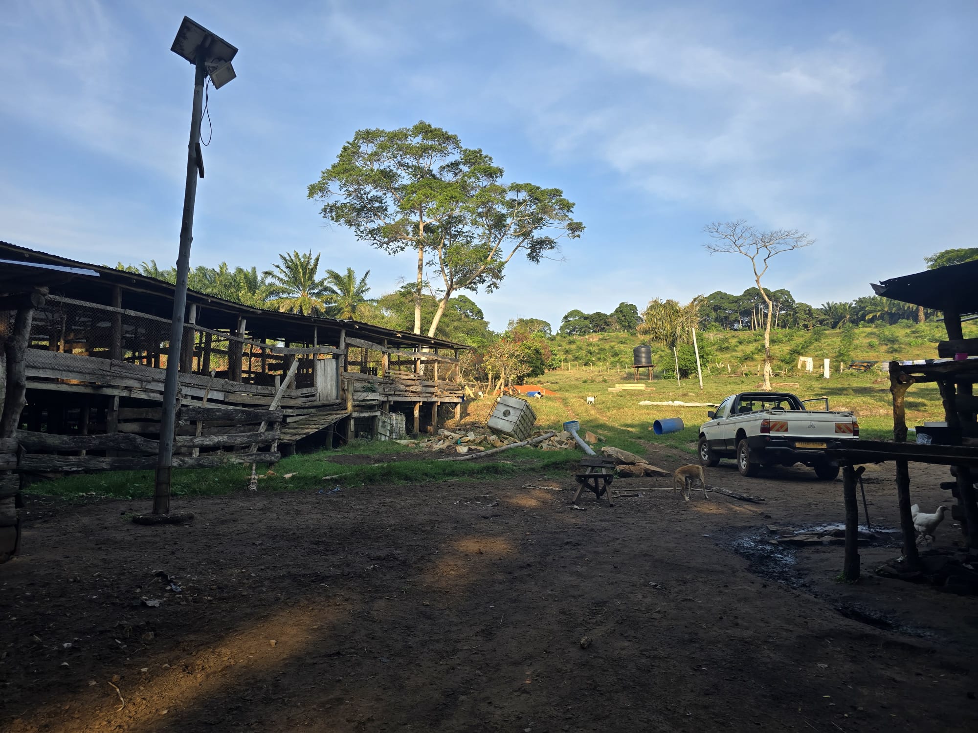 Premium Cocoa from Uganda