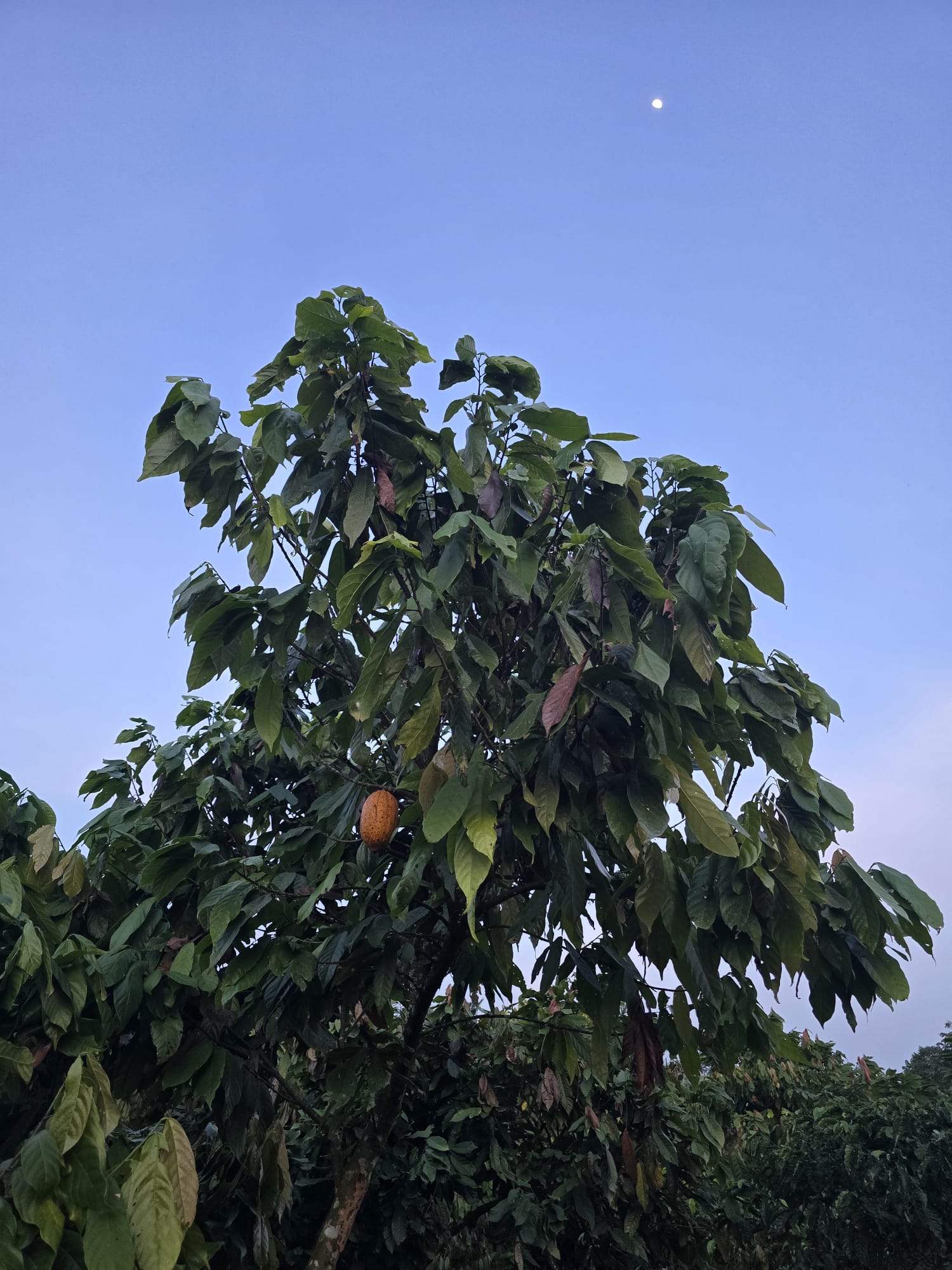 Bundibugyo Cocoa Farms