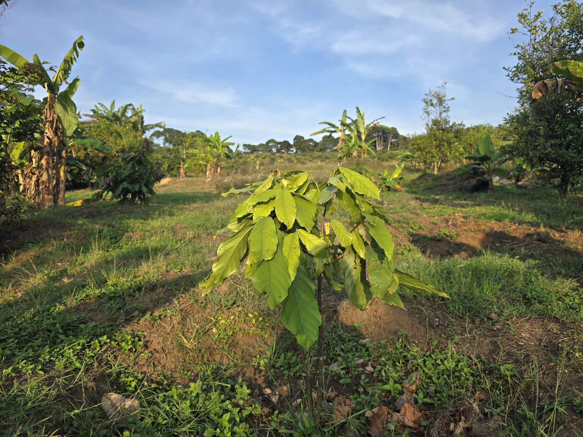 Mukono Cocoa Farms