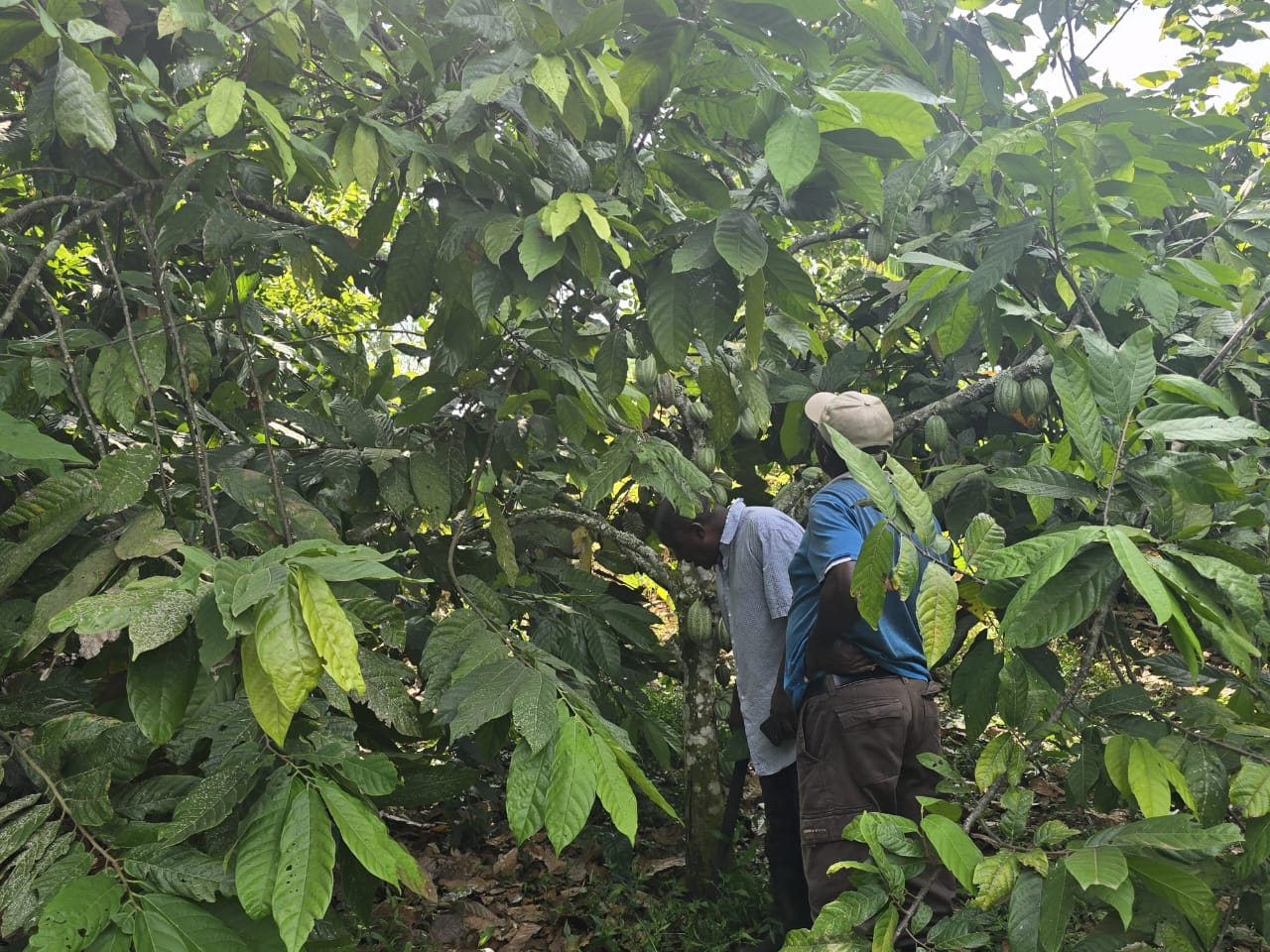 Farmer Leadership
